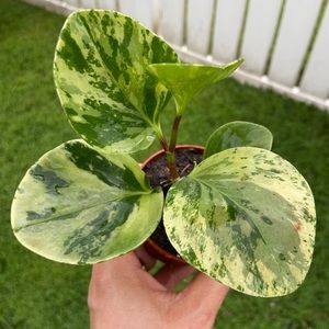 Marble  peperomia